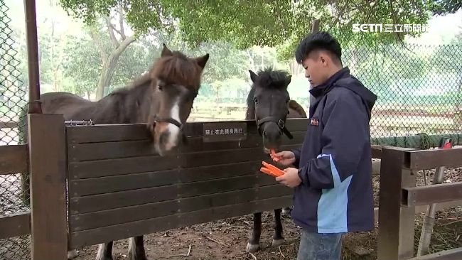 餵小馬、看乳牛秀　埔心牧場遊園趣