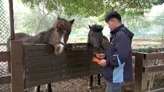 餵小馬、看乳牛秀　埔心牧場遊園趣