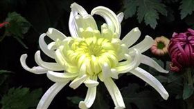 不買花了？清明檔期台北花市門可羅雀
上網就能祭祖！清明檔期沒人買花　台北花市空蕩蕩
百合花,菊花,梔子花