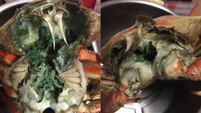 蒸螃蟹流出綠汁！剝殼驚見超噁臭綠膏