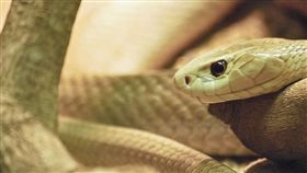 蛇（圖／翻攝自Pixabay）