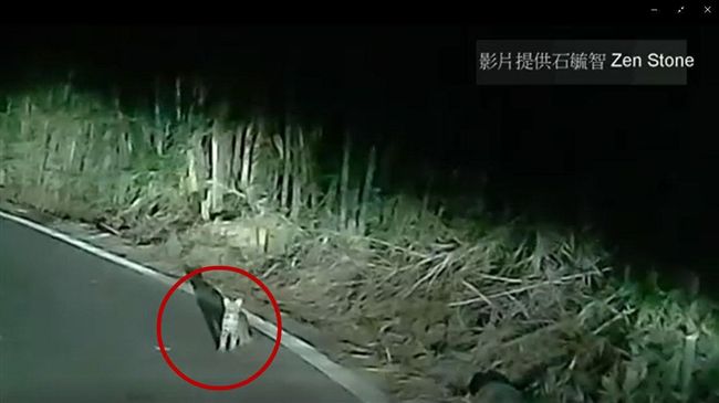 罕見片！牠被車燈一照「萌」翻天～
