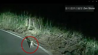 罕見片！牠被車燈一照「萌」翻天～