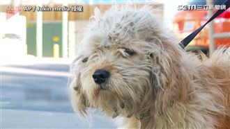 流浪狗狗改造計畫　長捲毛成小帥哥