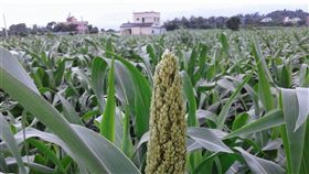 旅外學者隨手拍　金門高粱紅到英國（1）一位台灣旅居英國學者107年探訪金門，隨手拍下金沙鎮高粱田的照片被英國皇家植物園相中，與世界各地作物照片一起在英國展出。（英國學者提供）中央社記者黃慧敏傳真　108年4月6日