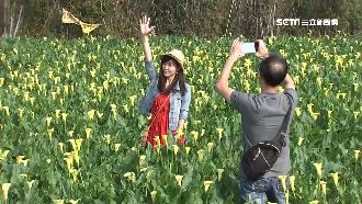 台中外埔藏秘境　逛夢幻黃海芋竟免費