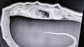 澳洲,達爾文,Darwin,水蟒　（圖／翻攝自臉書）