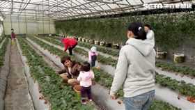 採草莓,台北市產業發展局,內湖,草莓,清香休閒農場,桂香草莓園,白石森活休閒農場
