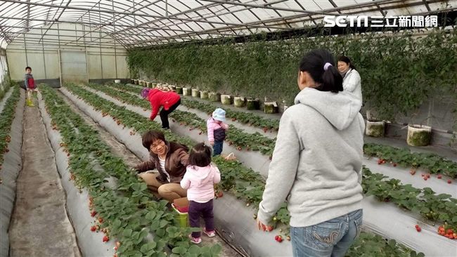 遠眺山林之美　內湖採果秘境大公開！