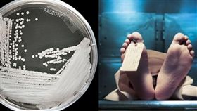 神秘超級細菌,耳念珠菌,死亡率,全球　（圖／翻攝自CDC,Pixabay）