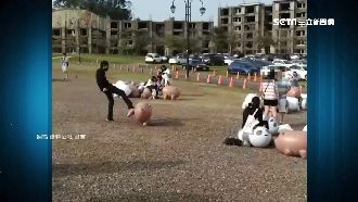 高雄熊熊軍團消風…竟是遊客踢飛破壞