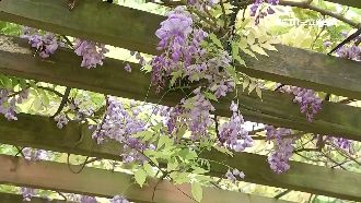 超美！埔心牧場季節限定「紫藤花廊」