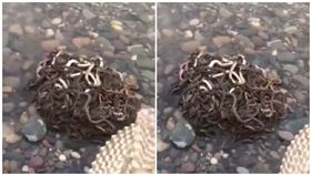 房產商「放生40公斤蛇」求財運(圖/翻攝自微博)