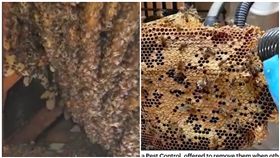 家被2萬蜜蜂霸佔十年！這神器秒解決(圖/翻攝自每日郵報)