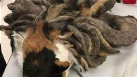 野貓被當作九尾狐　圖／翻攝自微信