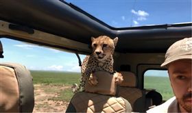 非洲獵豹闖後座「盯著脖子猛瞧」　駕駛爆冷汗斜眼狂瞄！（圖／翻攝自Elisa Jaffe FB）