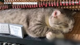 萌貓皇爽睡鋼琴　奴才這樣用音樂喚醒