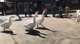 原來最萌身高差不只情侶有，居然連鵝都有身高差問題！日本一名網友在Twitter上PO出這段影片，吸引上萬人點閱和分享，因為影片中的這隻鵝實在太可愛了。（圖／翻攝自twitter@striker_tahana）