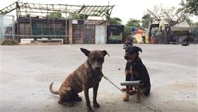 浪浪追車脖子加裝水管。（圖／翻攝自米克斯傳奇 fb）