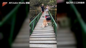 毛孩腿軟堅決不過吊橋 主人暖心趴下陪爬過橋