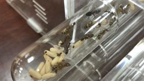 彰化,直播,螞蟻,巨山蟻,動保法,外來種