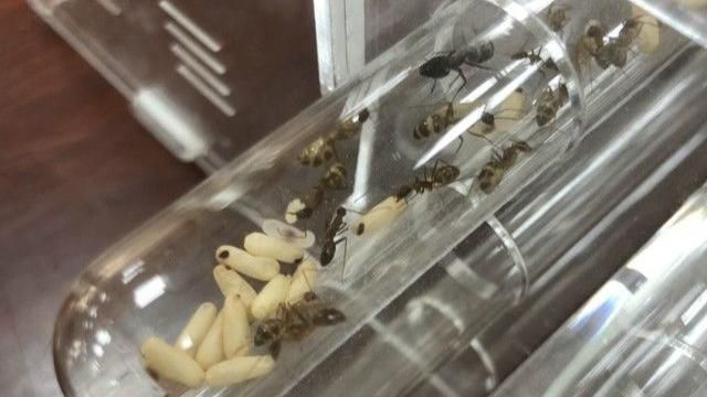 直播拍賣「螞蟻」　男子這下GG了