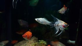 魚缸（圖／Pixabay）