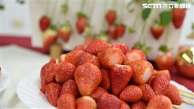 草莓,農委會,苗栗農改場,苗栗1號,戀香,香奈兒