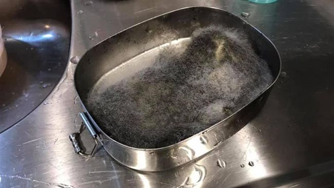 便當盒成「培養皿」　長滿黑毛網驚呆