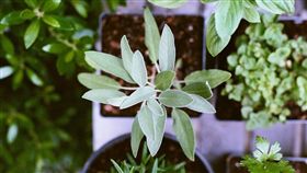 盆栽(圖/翻攝自Pixabay)