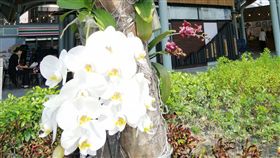 台東火車站近日多了柔美、色彩繽紛的蝴蝶蘭，讓舒適明亮的候車空間，更顯春意盎然。（台東火車站提供）中央社記者李先鳳傳真　108年4月9日