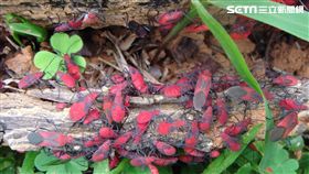 新北市景觀處,台灣欒樹,紅色蟲蟲大軍,紅姬緣椿象,椿象