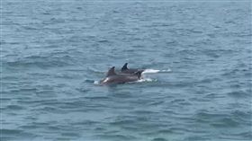 天氣轉暖，台中港北堤海域8日發現10多隻海豚聚集跳躍戲水，模樣相當可愛逗趣，海巡人員趕緊錄影拍照留下紀錄。（台中海巡隊提供）中央社記者趙麗妍傳真　108年4月8日
