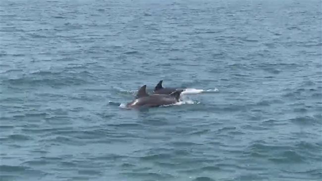 天氣轉暖　台中海域10多隻海豚現蹤