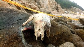 金門海漂豬再檢出非洲豬瘟　豬肉品禁運