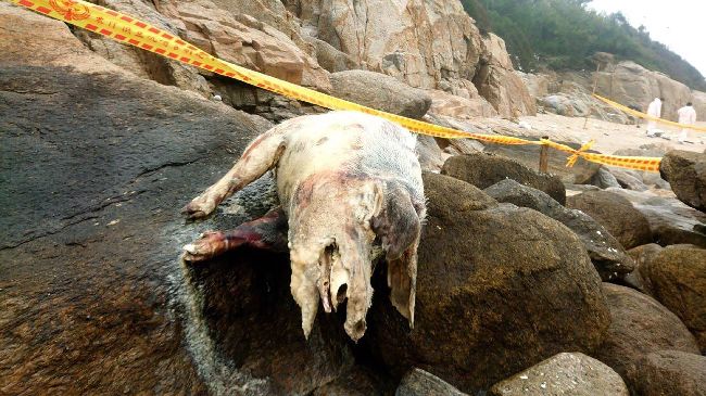 死豬爆非洲豬瘟　金門豬禁運本島一週