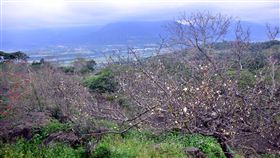 受到暖冬和雨水不足影響，台東今年梅子產量不到3成，許多梅樹葉子茂密但看不到梅子，農委會農糧署10日通知台東縣政府核定台東6鄉鎮梅農現金補助。（資料照片）中央社記者盧太城台東攝 108年4月10日