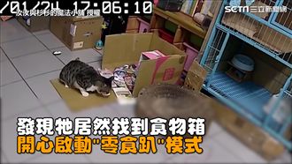 愛貓體驗孤兒生活　竟啟動開趴模式