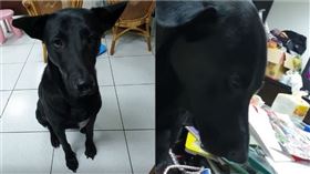 黑狗陪褓姆看電視。（圖／翻攝自angel chiang FB）