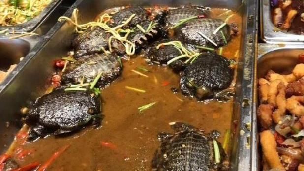 甲魚料理台灣超少？老饕揭出2大關鍵