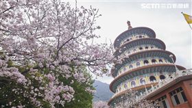 新北市,賞櫻,淡水,天元宮,北投子溪畔步道,吉野櫻,新北市綠美化環境景觀處