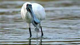 2019黑琵全球普查　破4000隻創新紀錄中華民國野鳥學會11日公布「2019黑面琵鷺全球同步普查」，全球黑面琵鷺總數創新紀錄，達4463隻，其中台灣擁有全球超過半數的黑琵度冬族群，這次調查到2407隻，但棲地保育仍要持續。（中華民國野鳥學會提供）中央社記者楊淑閔傳真　108年4月11日