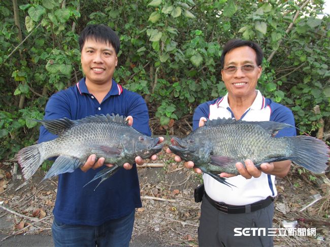 全台唯一「海水養殖」吳郭魚