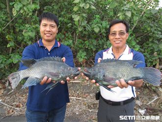 全台唯一「海水養殖」吳郭魚
