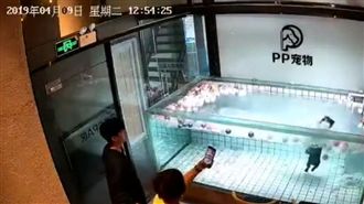 狗水中溺斃　飼主錄影還笑「不會游」