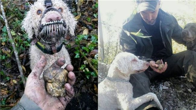松露犬戴嘴套泛淚光　網民瘋傳受虐照