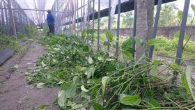 荖葉曾為台東地區相當重要的經濟作物之一，近來則受進口荖葉衝擊。民進黨籍立委劉櫂豪10日在立院要求農委會重視荖葉問題，除政策上協助輔導轉作外，另針對進口的部分要積極處理，農委會主委陳吉仲允諾一個月內提出解決方案。（檔案照片）中央社記者盧太城台東攝　108年4月11日