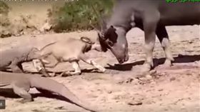 水牛,攻擊,蜥蜴,媽媽,科摩多龍
https://www.youtube.com/watch?v=oZYLw4BkpE0