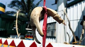 為慰勞男人辛勞，蘭嶼島上婦女近日拚命抓陸蟹，幫家中男人進補，婦女會將處理過的蟹螯掛在家門前，抓越多且越肥美，象徵這家女孩越賢慧。（瑪拉歐斯提供）中央社記者盧太城台東傳真　108年4月12日