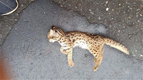 南投縣集集鎮今年初發現一隻雄性小石虎陳屍路旁，原先以為被車撞死，但經解剖確認小石虎是遭犬隻攻擊，這是特生中心石虎研究團隊首次處理到石虎明確遭犬殺案例。（曾逸明及特生中心提供）中央社記者蕭博陽南投縣傳真　108年4月11日